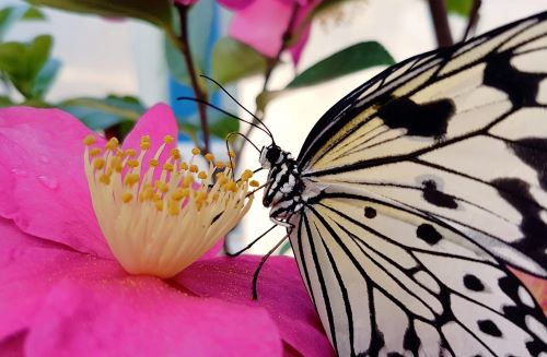 Butterfly Eden in the Botanical Garden in Rome